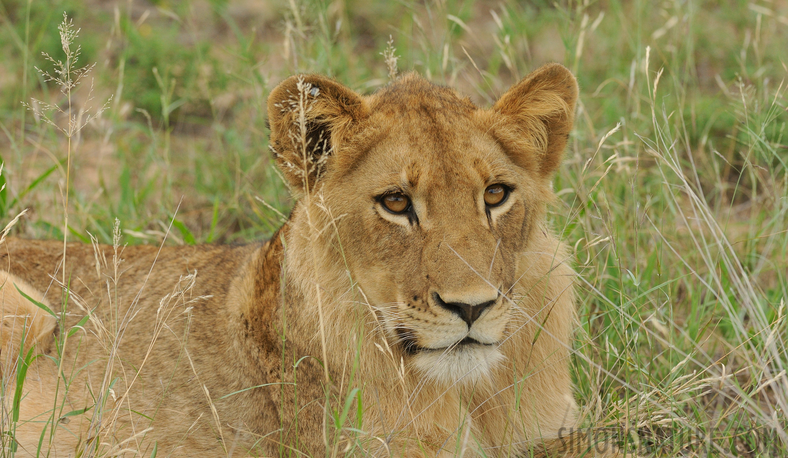 Panthera leo melanochaita [300 mm, 1/500 sec at f / 8.0, ISO 1600]